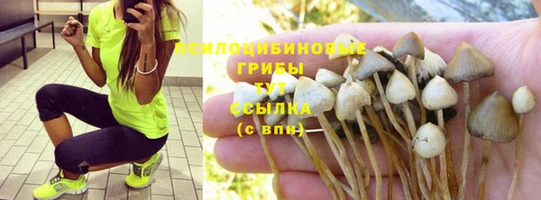 сатива Покачи