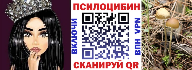 где купить наркоту  Чегем  Галлюциногенные грибы Cubensis 